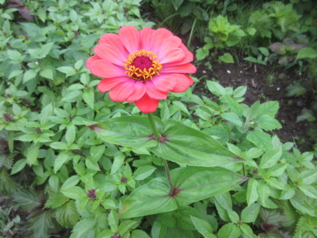 アピオスの花、山芋のむかご_a0203003_09381697.jpg