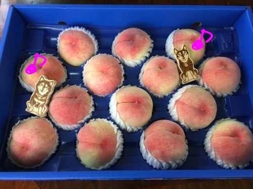 梅の在庫と梅ペースト_f0369014_14081734.jpeg