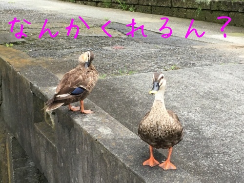 梅の在庫と梅ペースト_f0369014_14114737.jpeg