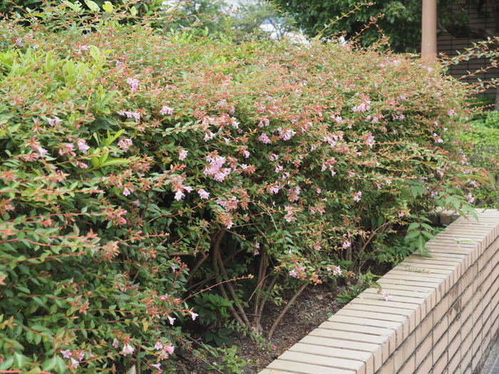 佐伯区民文化センター&五日市中央公園_c0116915_23445796.jpg