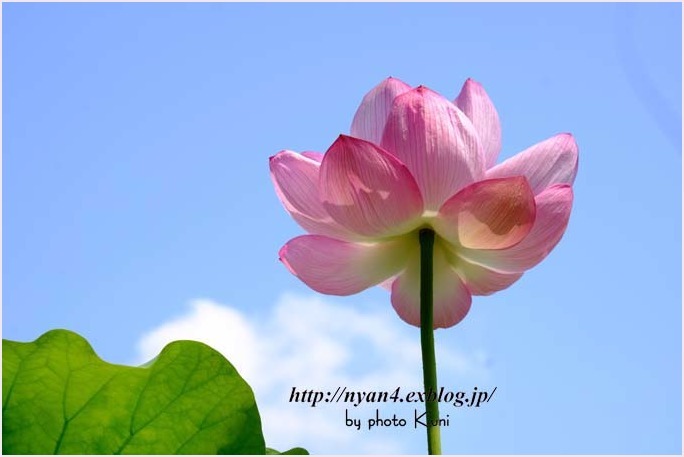 青い空と蓮の花 4にゃん日記