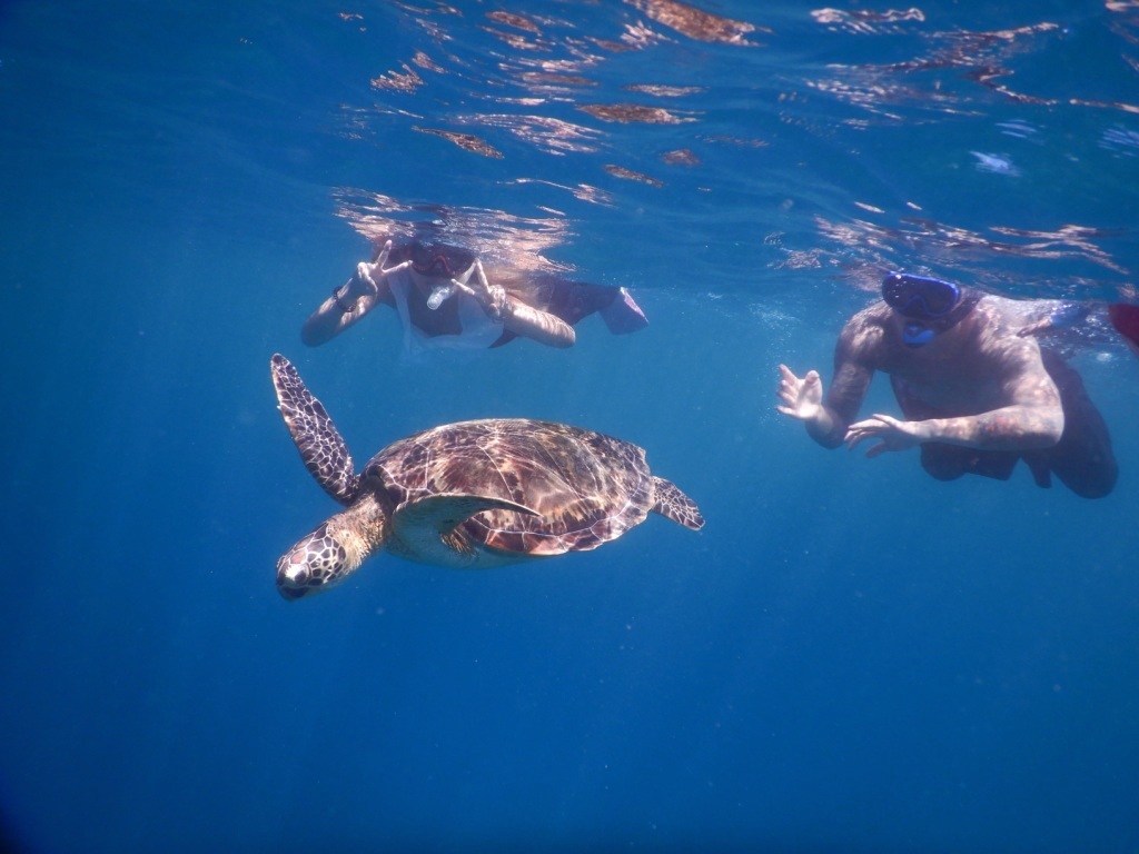 真夏の海でウミガメ探し~♪_a0189838_19593023.jpg