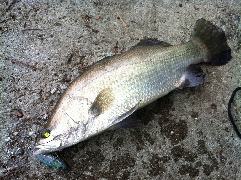 パーチ オーストラリアバラマンディ 少し大きめ##｜淡水魚