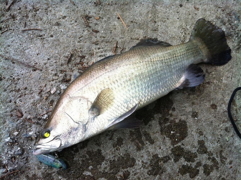 魚・Barramundi(バラマンディ)が美味しい！_f0293042_22154078.jpg