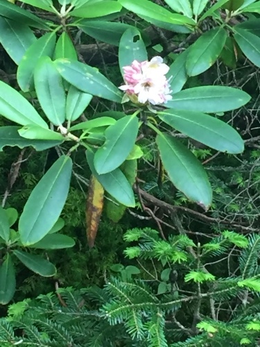 小屋の裏手のハクサンシャクナゲが咲き始めました 小屋番の部屋 小屋の裏手のハクサンシャクナゲが咲き始めました 小屋番の部屋