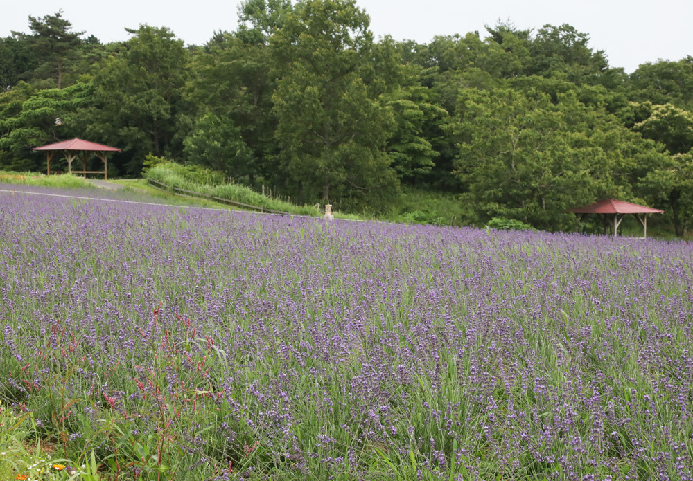 三重県　メナード青山ハーブガーデン　ラベンダー　１_c0108146_22545623.jpg