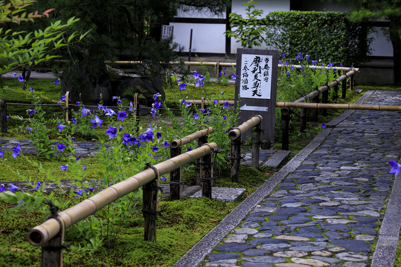 建仁寺・禅居庵の桔梗と放生池の蓮_f0155048_21591848.jpg