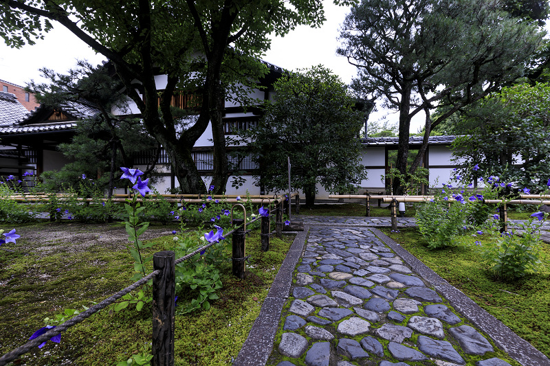 建仁寺・禅居庵の桔梗と放生池の蓮_f0155048_220107.jpg