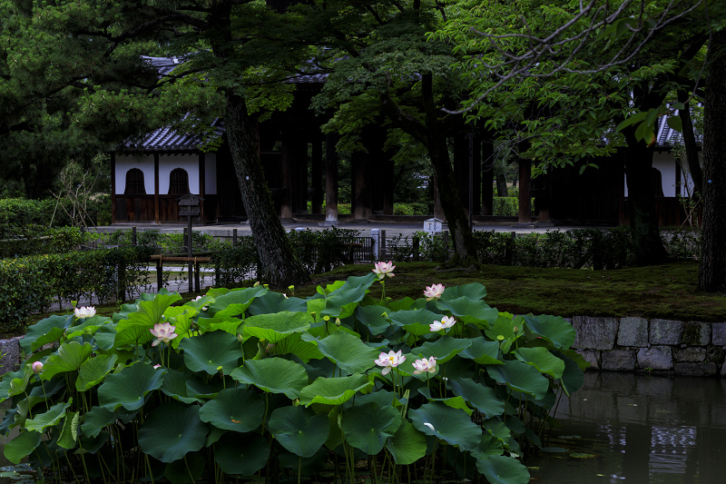 建仁寺・禅居庵の桔梗と放生池の蓮_f0155048_2211639.jpg