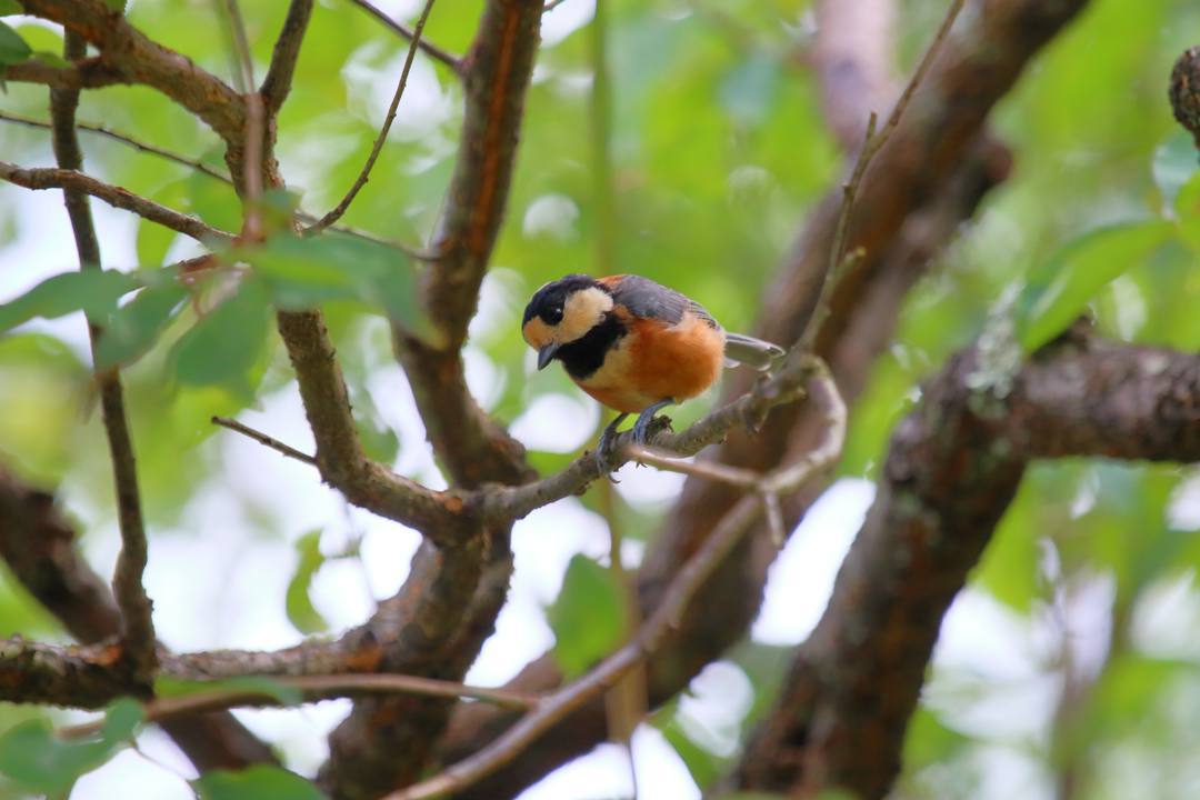 ヤマガラ_e0403850_20430292.jpg
