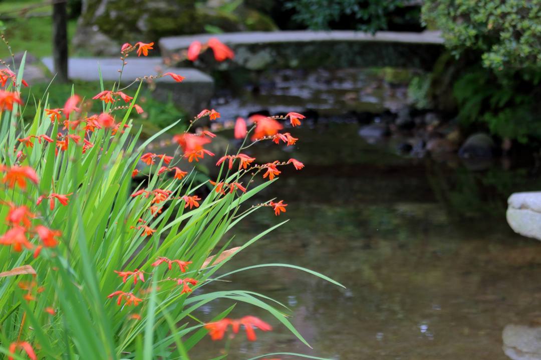 ヤマガラ_e0403850_20435276.jpg
