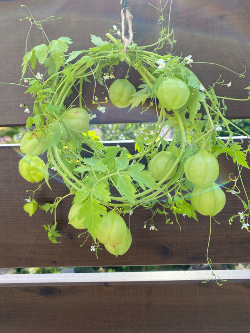 フウセンカズラリース ひつじ便り キルトと手作り 日々のこと