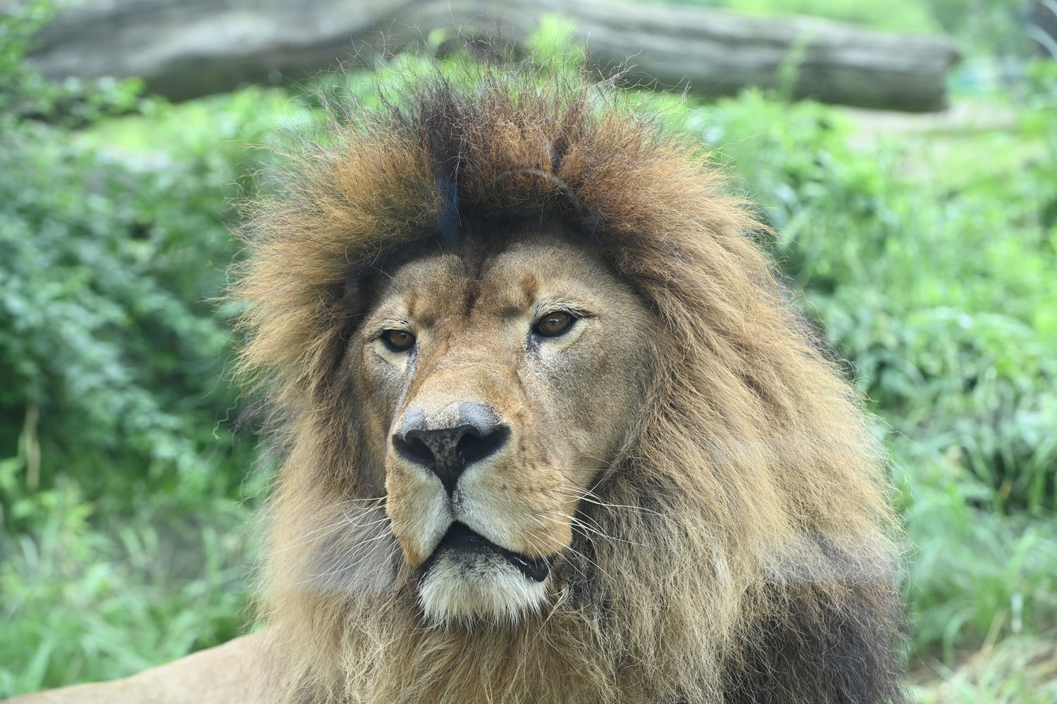 アフリカライオン : 動物園へ行こう