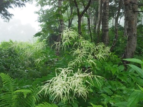 霧の野反湖 三壁山～カモシカ平～エビ山へ　　2020.７.18（土）_b0335256_11345731.jpg