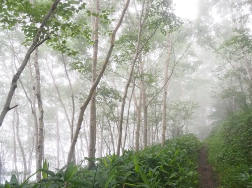 霧の野反湖 三壁山～カモシカ平～エビ山へ　　2020.７.18（土）_b0335256_13111805.jpg