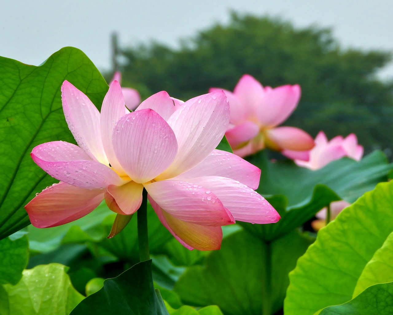 あかぼり蓮園で おもにハス_c0305565_17324117.jpg