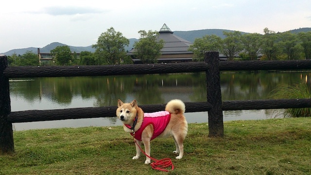 ぱんこと一緒に里帰り_b0274270_11410922.jpg