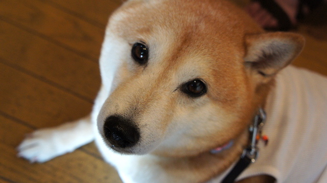 ぱんこと一緒に里帰り_b0274270_13555370.jpg