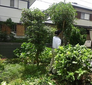 庭の金木犀と百日紅を剪定 私の部屋へようこそ 愛を込めて2 庭の金木犀と百日紅を剪定 私の部屋へようこそ 愛を込めて2