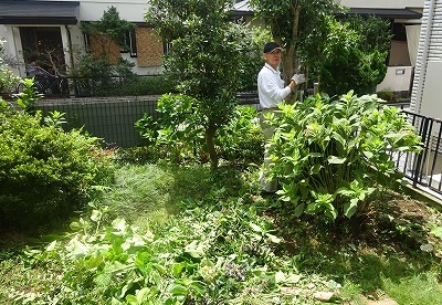 庭の金木犀と百日紅を剪定 私の部屋へようこそ 愛を込めて2 庭の金木犀と百日紅を剪定 私の部屋へようこそ 愛を込めて2