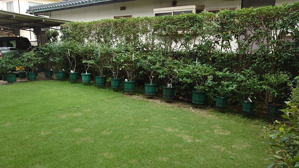 鉢植えブルーベリーの収穫終了と防鳥網撤去 in 広島市_d0358272_12213840.jpg