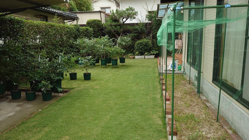 鉢植えブルーベリーの収穫終了と防鳥網撤去 in 広島市_d0358272_12215764.jpg
