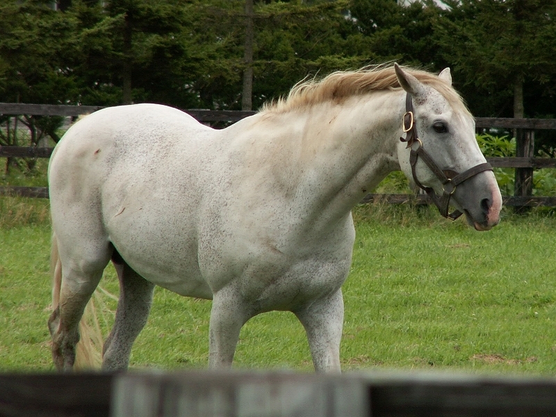 １９９３年の年度代表馬 ｇｉ３勝の名馬ビワハヤヒデが死亡 愛しのサラブレッド写真館