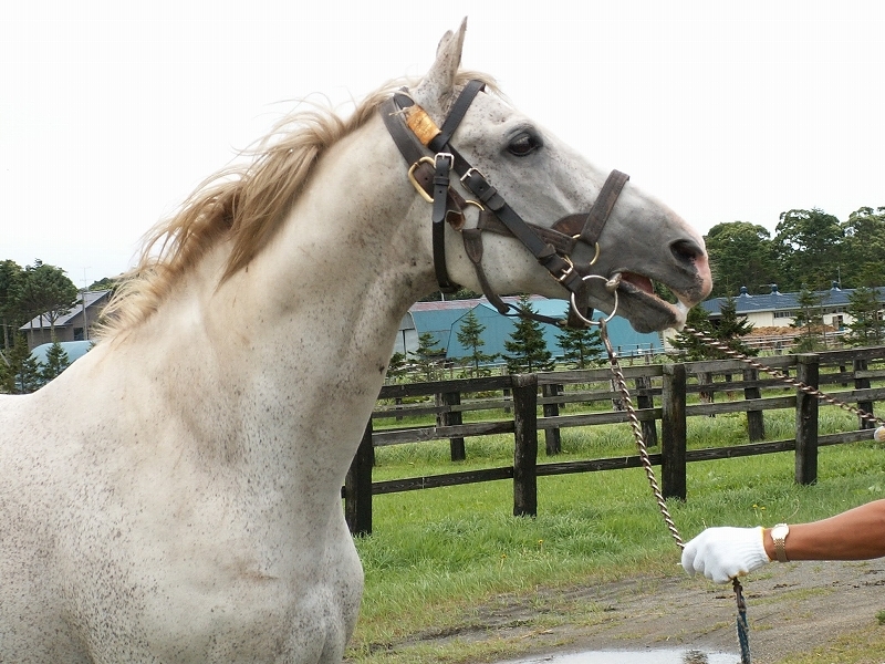 １９９３年の年度代表馬 ｇｉ３勝の名馬ビワハヤヒデが死亡 愛しのサラブレッド写真館