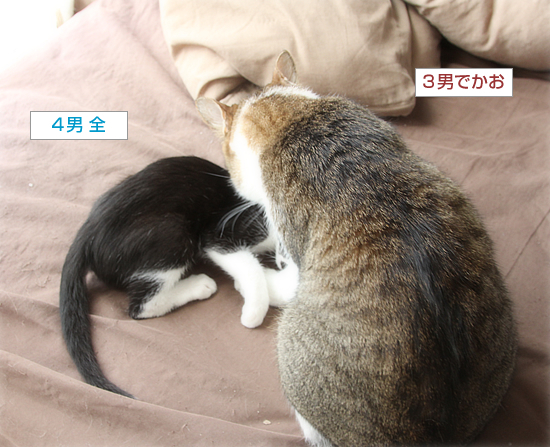 子猫と先住猫_a0389088_10595384.jpg