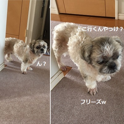 ひさしぶりのササミとひさしぶりのうんP(^^;)_f0372998_19423441.jpg
