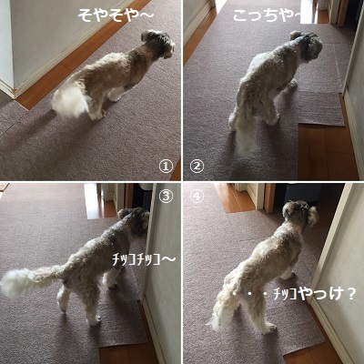 ひさしぶりのササミとひさしぶりのうんP(^^;)_f0372998_19424611.jpg