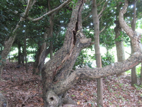 帰りましたの手紙_a0203003_10452718.jpg