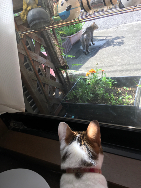 ティアラちゃんアッシュちゃん そらちゃんさくらちゃん_f0375804_19155126.jpg