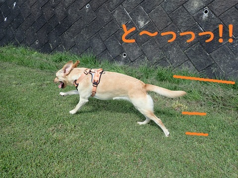 たぶん復活。_c0182012_11013337.jpg