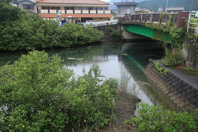 咲き誇るハマボウの花(その1)(撮影:7月13日)_e0321325_14481277.jpg