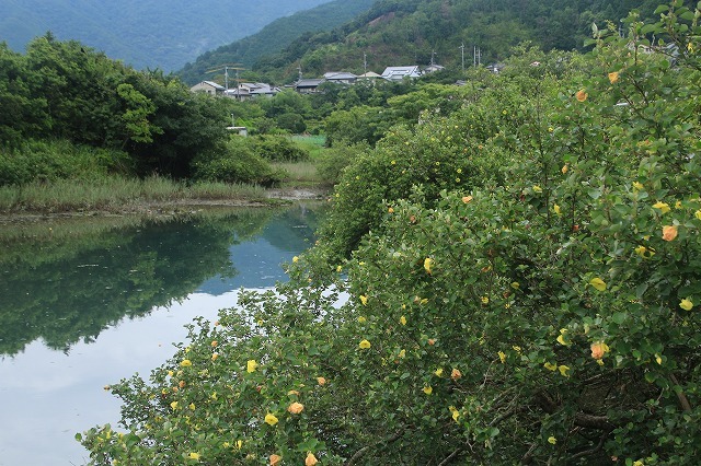 咲き誇るハマボウの花(その1)(撮影:7月13日)_e0321325_14512210.jpg