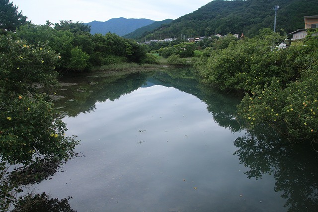 咲き誇るハマボウの花(その1)(撮影:7月13日)_e0321325_14525496.jpg