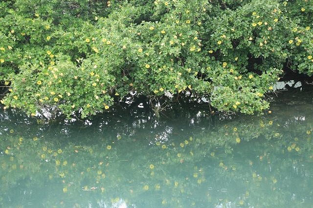 咲き誇るハマボウの花(その1)(撮影:7月13日)_e0321325_14533538.jpg