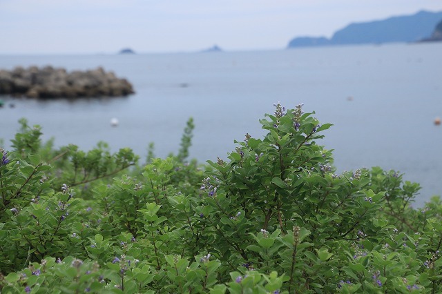 咲き誇るハマボウの花(その2)(撮影:7月13日)_e0321325_15304196.jpg