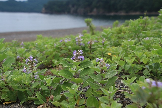 咲き誇るハマボウの花(その2)(撮影:7月13日)_e0321325_15330434.jpg