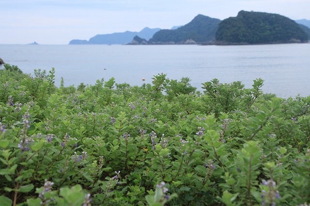 咲き誇るハマボウの花(その2)(撮影:7月13日)_e0321325_15334597.jpg