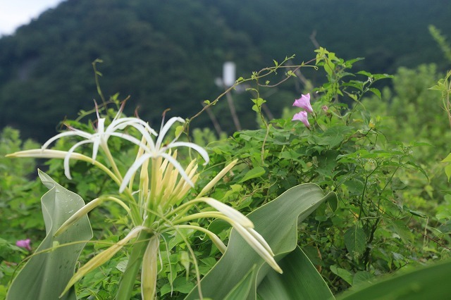 咲き誇るハマボウの花(その2)(撮影:7月13日)_e0321325_15353000.jpg