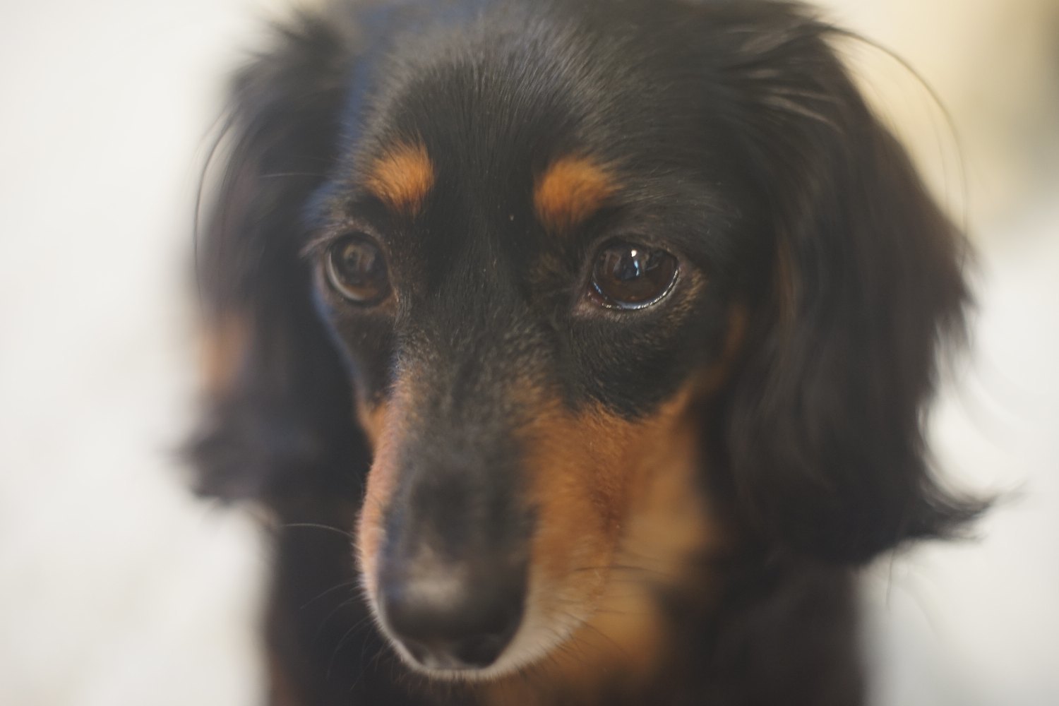 Pancolor 50mm F1.8 で ワンコたちを_b0069128_09104326.jpg