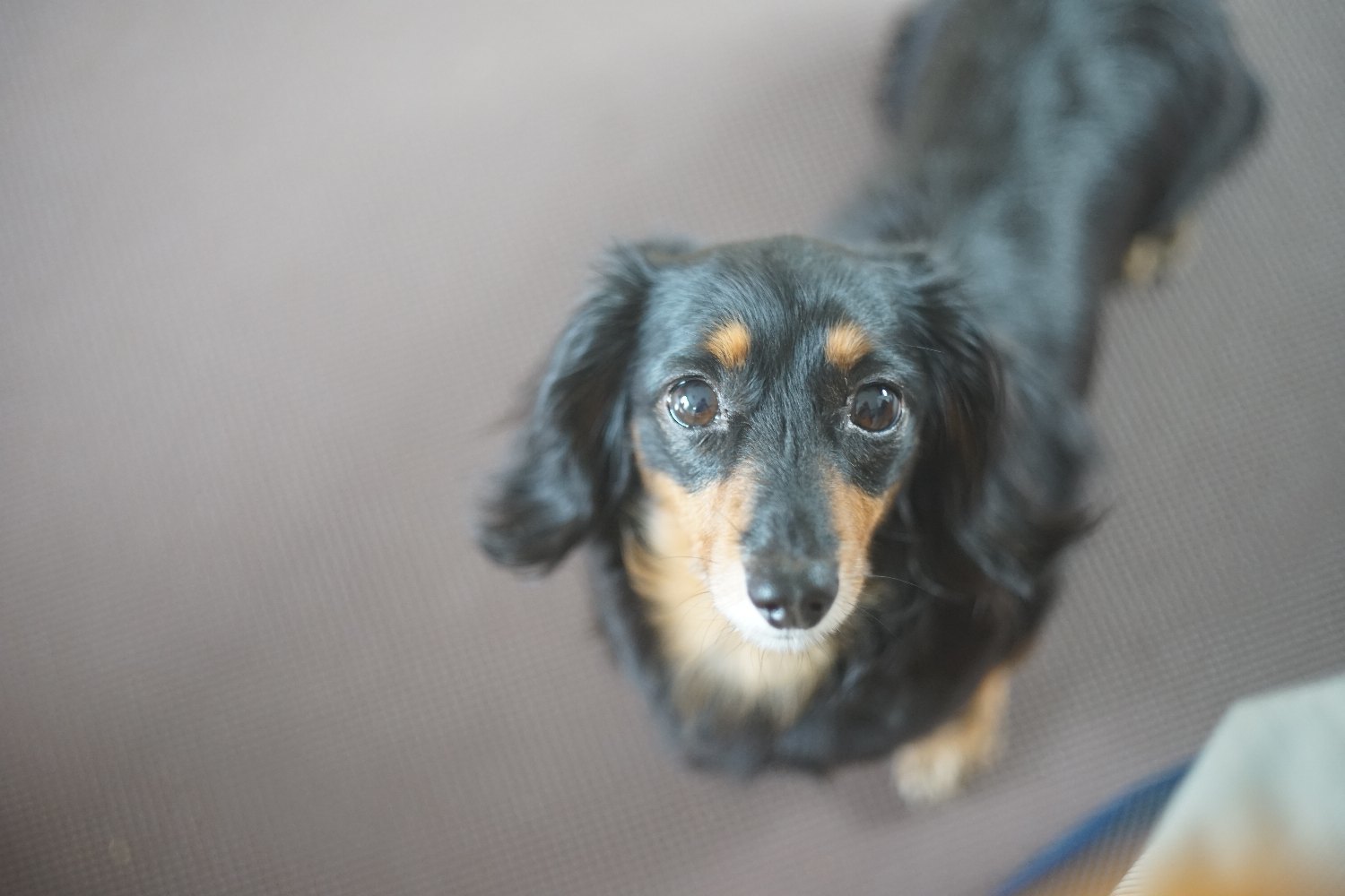 Pancolor 50mm F1.8 で ワンコたちを_b0069128_09111679.jpg