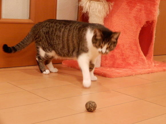そば子とマタタビ玉_c0259945_22095285.jpg