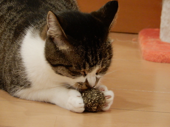 そば子とマタタビ玉_c0259945_22100613.jpg