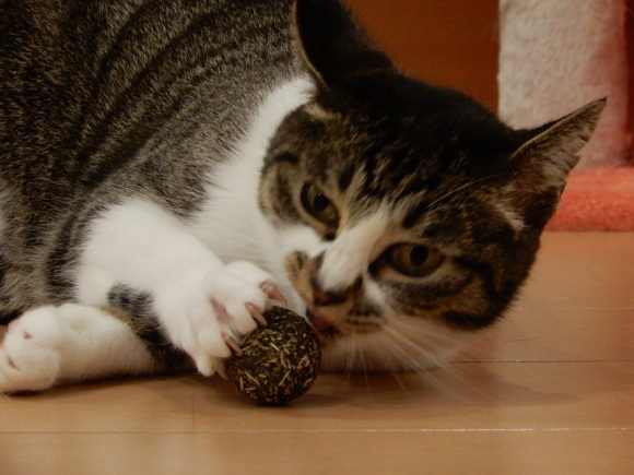 そば子とマタタビ玉_c0259945_22102520.jpg