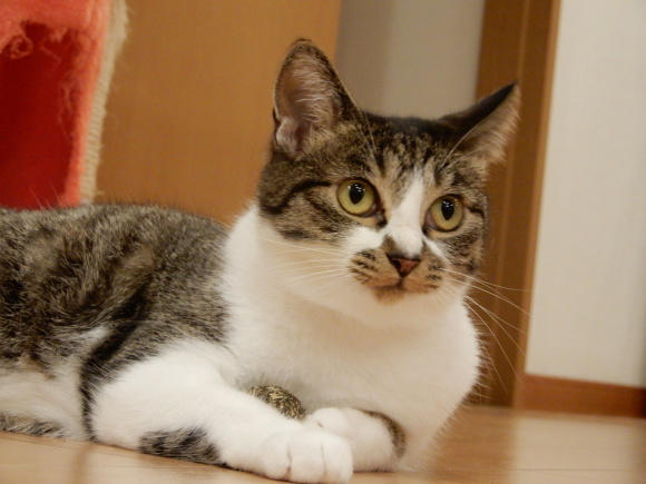 そば子とマタタビ玉_c0259945_22113330.jpg