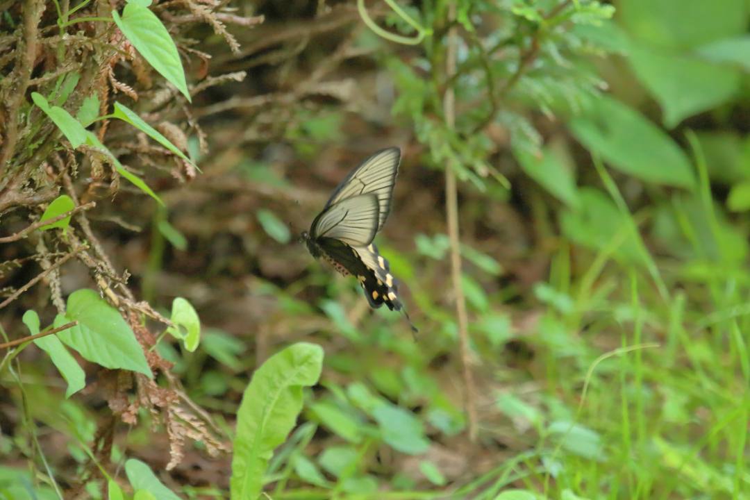 ジャコウアゲハ_e0403850_20225676.jpg