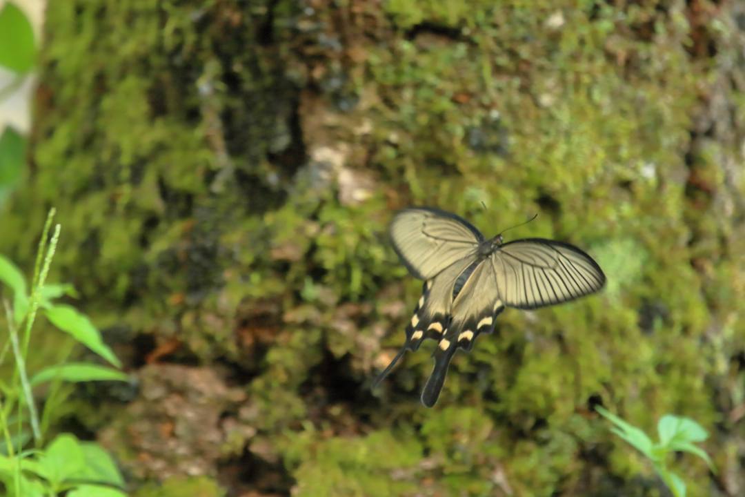 ジャコウアゲハ_e0403850_20230147.jpg